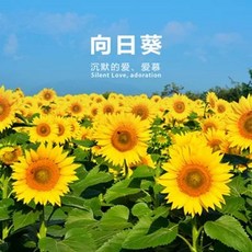 호환 셀피 잉크 CP90 CP000 인화지 CP300 카트리지 CP00, 1개, V. 수입 관상 왜성 해바라기 50g