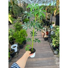 홍콩야자 소품 수형은 랜덤발송 입니다 광명IC화훼유통, 1개