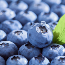 [최상급] 생 블루베리 항공직송, 1박스, 특대과(18-20mm)2팩