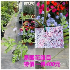 霏霏園藝 泰國花旗木 3年苗