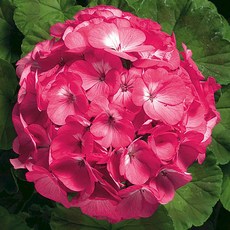 蘋果天竺葵種子 100粒 桃紅色, 1包