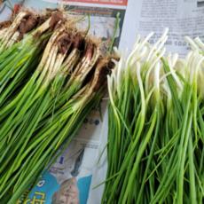 자연가득 통영 노지 흙쪽파 깐쪽파 500g-3kg, 흙쪽파 3kg