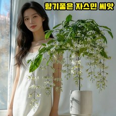 [재배방법 포함] 향기좋은 자스민 나무 씨앗 늘어지는자스민 꽃나무 꽃이 늘어지는 쟈스민 꽃나무 화분 향기로운 행잉 자스민 씨앗, 50개