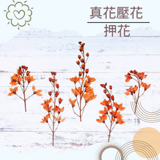 染色花材 8支入, 染色金英花橘色