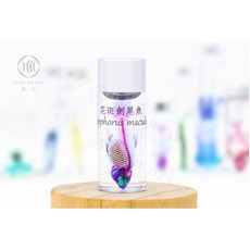 FISH HEART 魚心 透明生物標本 - 花斑劍尾魚 Xiphophorus maculatus