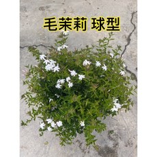 霏霏園藝 毛茉莉球型盆栽, 1個
