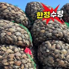 [초특가] 국산 남해안 바지락, 1개, 2kg