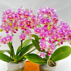 1+1 너무예쁜 퀸 미니호접란 쌍대 장기개화 다년초 제이팜, 1세트