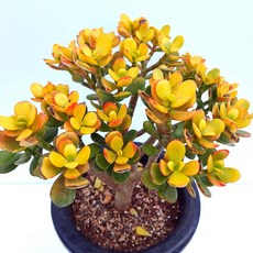 꽃피는염좌 염좌금 황금염좌 미니염좌 염자 다육이 다육식물 모음, 6.황금염좌(중품), 1개