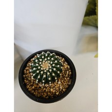 팅커벨 단자작약환, 1개