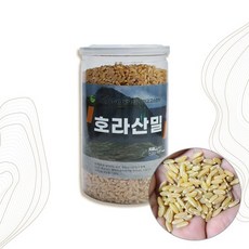 터키산 호라산밀 오리엔탈 밀 쌀 500g, 자연이 준 선물 그대로
