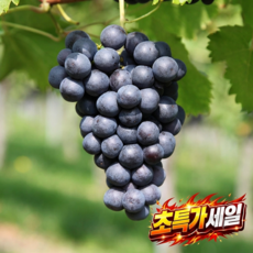 [100박스한정 초초특가] 캠벨포도 꿀당도 산지직송, 1박스, 500g