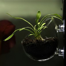 一心水族 玻璃水草培育造景盆, 1個, 玻璃水草培育造景盆（兩個吸盤）