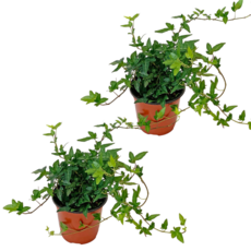 아이비 소품 (포트지름10) 덩굴식물 대성식물, 2개입, 그린