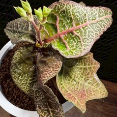 布楚禮 彩葉麒麟 世界樹系列 092