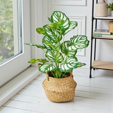 青蘋果竹芋仿真植栽 居家裝飾盆栽, 平安如意居家青蘋果竹芋仿真植栽, 1個