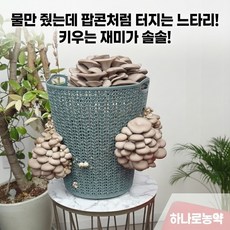 느타리버섯종균 칡느타리버섯재배 키우기 우량종균 당일배송 칡느타리버섯 나무느타리버섯재배가술, 1개, 느타리종균 비닐팩(3kg)