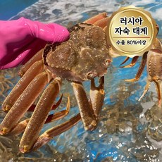 당일자숙 살 꽉찬 러시아대게 A급 대게, 1개, 1kg
