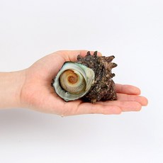 [숨비해물] 자연산 생물 1kg분량 손질 뿔소라(230g내외), 1개