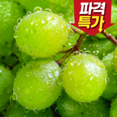 [특가판매] 신선선별 과즙가득 고당도 샤인머스캣, 1박스, 500g