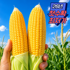 [26년첫수확최저가] 아삭 달콤 고당도 초당옥수수 산지직송 국산 제철 햇 옥수수, 1박스, 5개