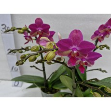 [신라난농원]호접란.소원. 꽃대있음.(고급스럽고 예쁜 빨강 핑크색)..필독뒷사진참고., 1개