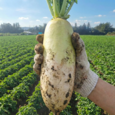 [타임특가] 산지직송 제주 세척 월동무 무우 한정수량, 1개, 2kg
