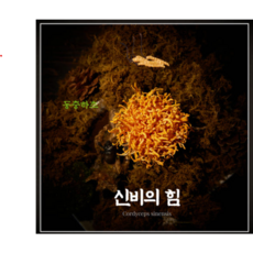 동충하초 (현미 귀뚜라미) 애드바이오팜, 1개, 100g