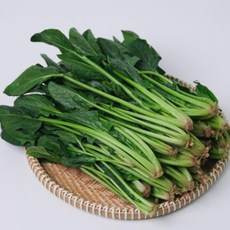 국산 남해안 해풍 시금치, 1kg x 1박스