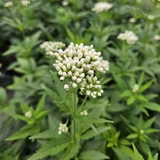 향등골풀 흰색 3개셋트, 3개