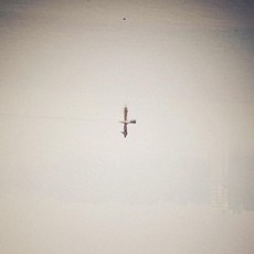 (LP) Endling (TRANSLUCENT VINYL), (LP) Endling (TRANSLUCENT VINY