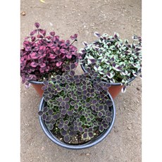 크로바세트 무늬+흙+와인, 1개