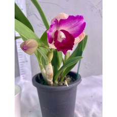 [루반정원] C.히메, 1개