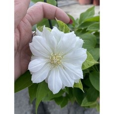 霏霏園藝 鐵線蓮 Duchess of Edinburgh 6吋盆, 1個