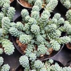 무스코이데움(소) 세덤 다육식물 선인장, 1개