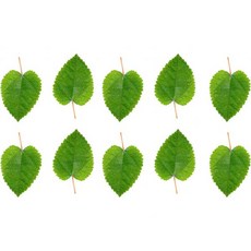 놀라운 수생 베타 & 새우 잎 10개 4-6인치 프리미엄 카타파 인디언 아몬드 자연 서식지 타닌 생성 면역력 향상 사용 편리함 (카타파 10개입), Mulberry 10 Pk