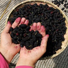 25년 햇 청일오디 2kg 급냉 특품 햇오디 나주오디, 청일오디 2kg 급냉상품, 1개