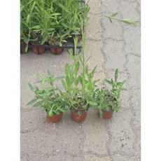 숙근버베나 버들마편초 내한성다년초 모종3개묶음 장기연속개화, 1개