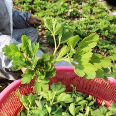 해풍 맞은 여수 금오도 방풍나물 500g 1kg, 01. 방풍나물 500g, 1개