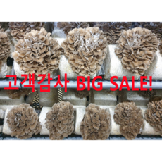 {무농약} 생 잎새버섯 800g 600g 400g 강원도 양양특산물 바로세움버섯, 1개