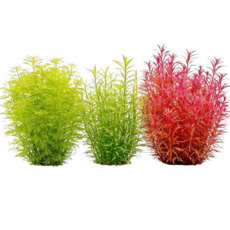 [수초대부] 초보수초 3종 30줄기 달팽이 이끼 없는 수초 초보 쉬운 구피 어항 꾸미기 은신처 레이아웃, 30개