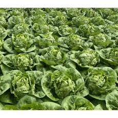 무농약 샐러드채소 랜덤 혼합 1kg