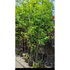 霏霏園藝 落羽松，7-8吋盆栽，高100-120公分, 1個, 7吋美直袋120公分頭部1-2公分500