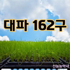 대파모종 81구/162구, 81개