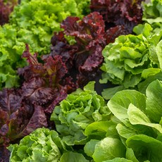 유럽 상추 유러피안 샐러드 꾸러미 채소 야채 쌈채소 1Kg 1박스, 2kg