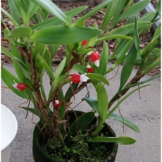 [신라난농원]메디오칼카 베르스팅기(빨강색).다시입고.잎 꽃앙증맞고 예쁩니다.상태굿.건강함.포기좋음.인기상품.필독뒷사진참고, 1개