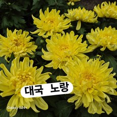 큰꽃/대국 국화, 1개