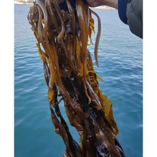 기장 물미역 햇 생미역, 생미역-1kg, 1개