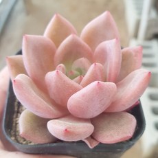 아기자기 [예쁜다육이 38종] 기간, 18번-[ 백야 ], 1개