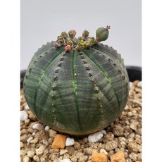 [가람다육] 오베사 실생 선인장, 1개, 오베사141